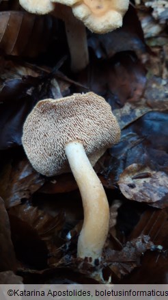 Hydnum umbilicatum