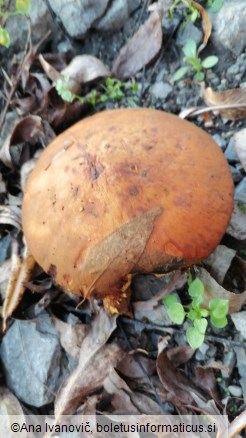 Pholiota conissans