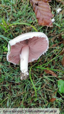 Agaricus campestris