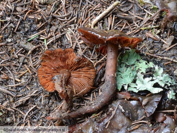 Phaeocollybia festiva