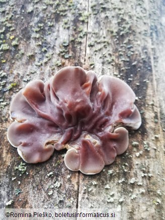 Auricularia mesenterica