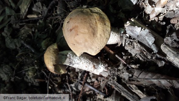 Leccinum pseudoscabrum