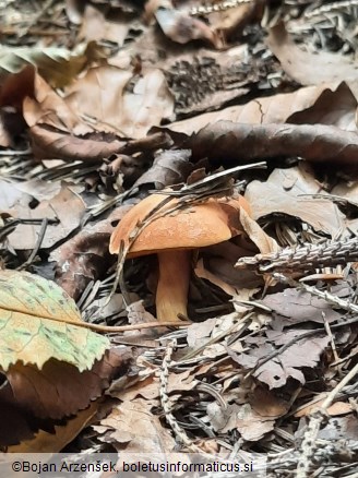 Chalciporus piperatus