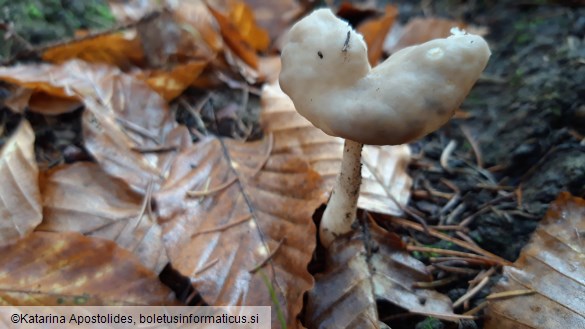 Helvella elastica