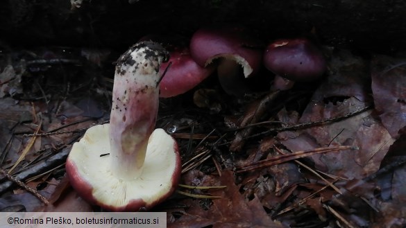 Russula