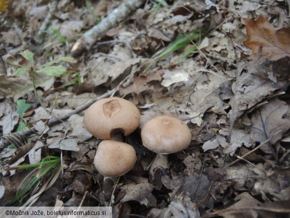 Cortinarius torvus