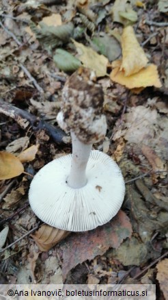 Amanita vaginata