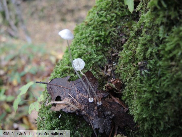 Mycena stylobates