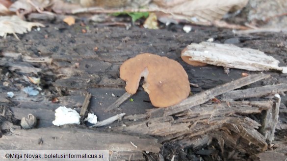 Neogyromitra parma