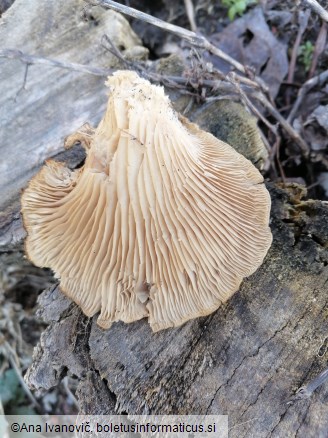 Pleurotus ostreatus