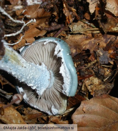 Stropharia aeruginosa