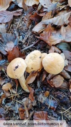 Suillus bovinus