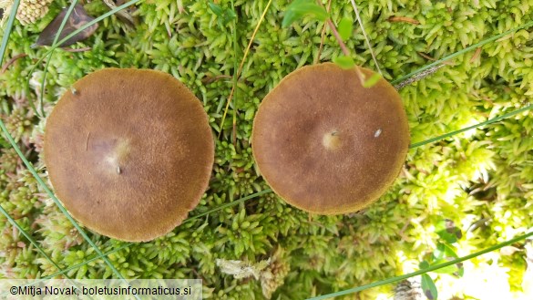 Cortinarius chrysolitus