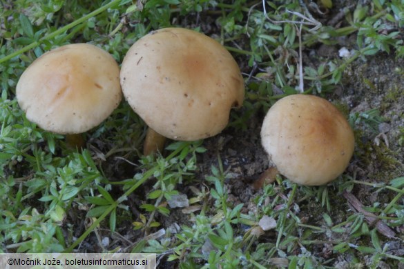 Agrocybe pediades