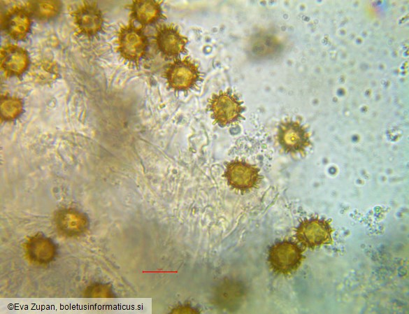 Inocybe calospora