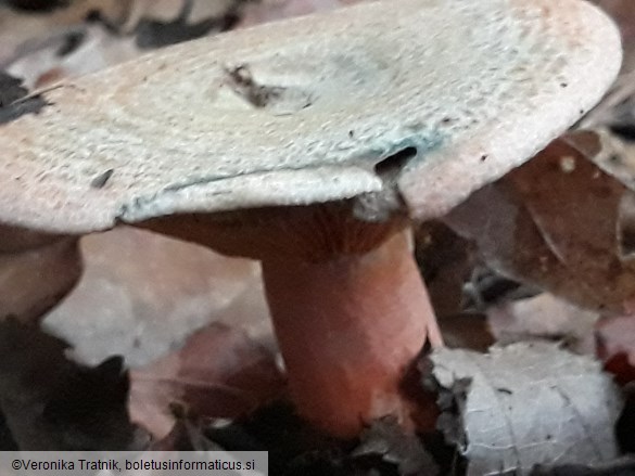 Lactarius deterrimus