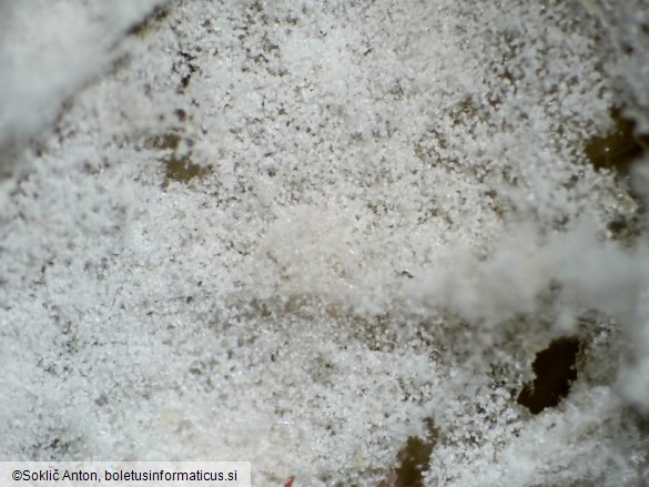 Mycogone calospora