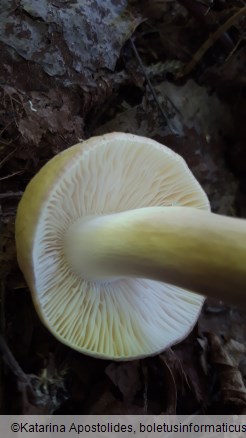 Russula violeipes