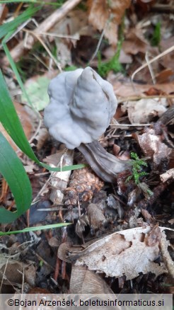 Helvella lacunosa