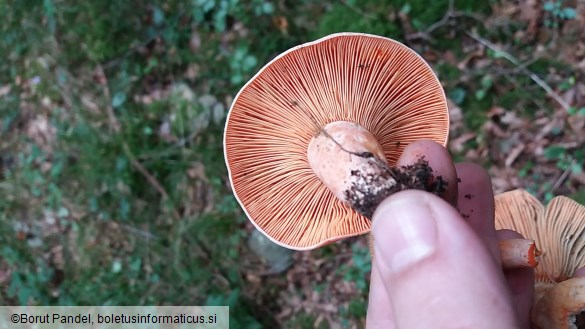 Lactarius semisanguifluus