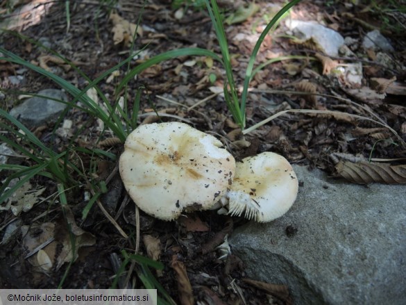 Russula globispora