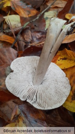 Tricholoma sciodes