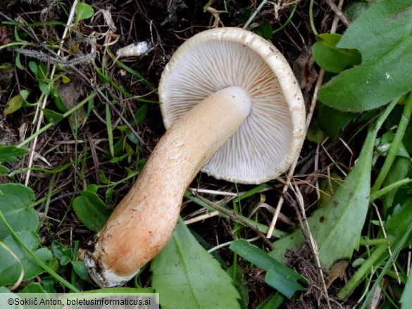 Tricholoma psammopus