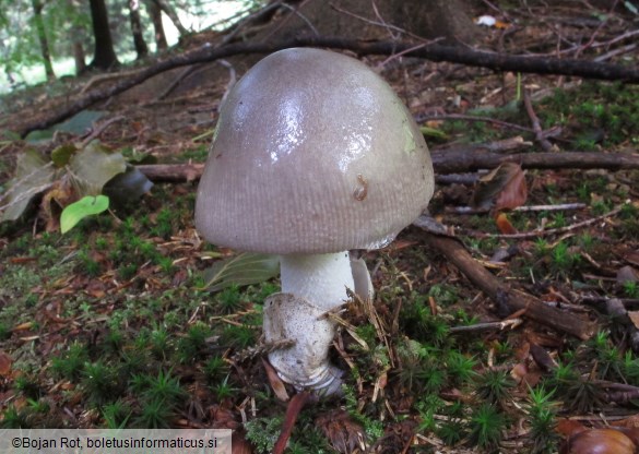 Amanita argentea