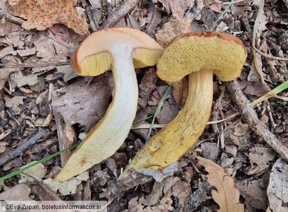 Aureoboletus moravicus