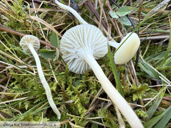 Cuphophyllus russocoriaceus