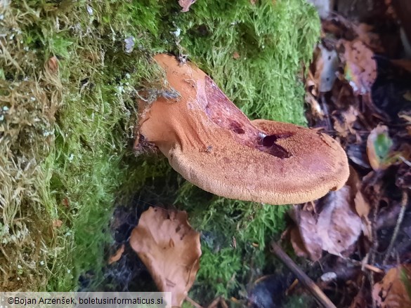 Fistulina hepatica