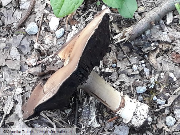 Agaricus bitorquis