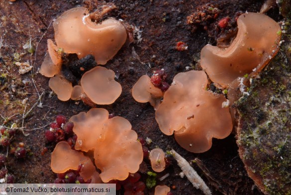 Orbilia aurantiorubra