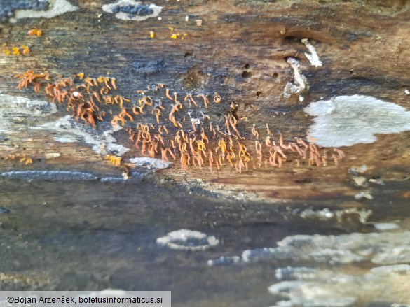 Calocera cornea