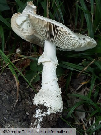 Amanita echinocephala