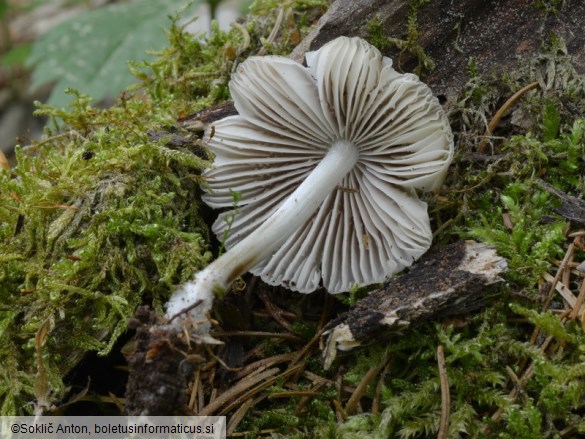 Mycena niveipes