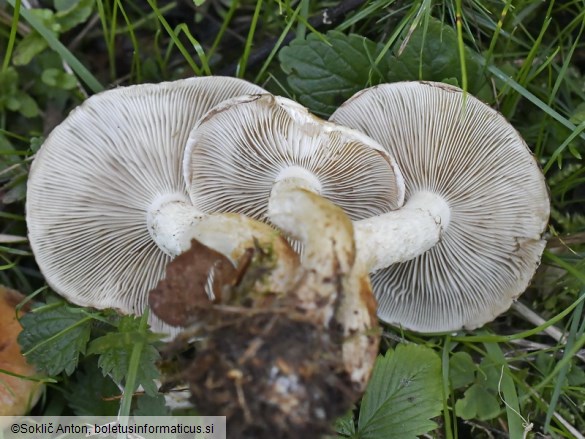 Pholiota lubrica