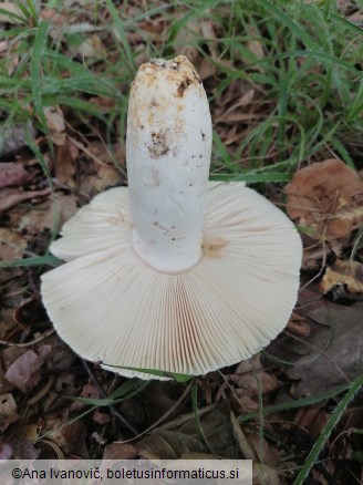 Russula virescens
