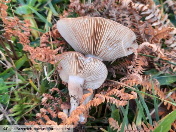 Lactarius picinus