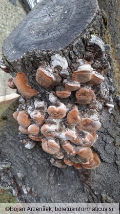 Phellinus pomaceus