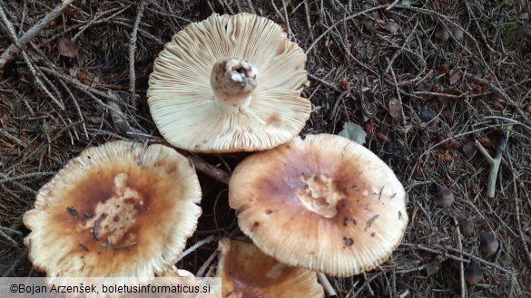 Russula subfoetens