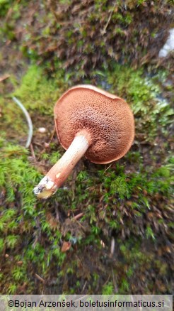 Chalciporus piperatus