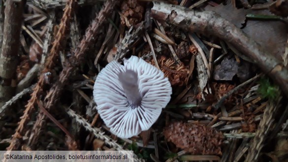 Mycena pura