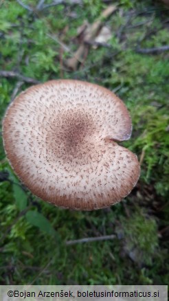 Armillaria ostoyae