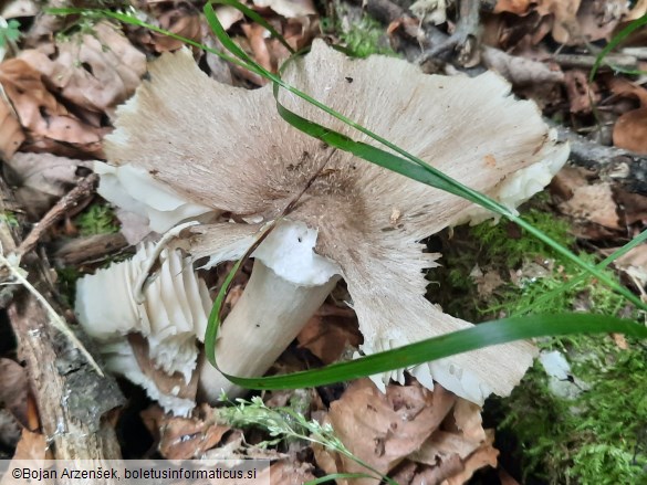 Megacollybia platyphylla