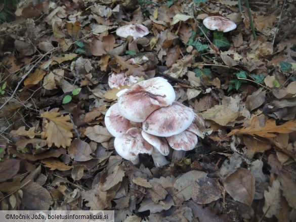 Hygrophorus russula