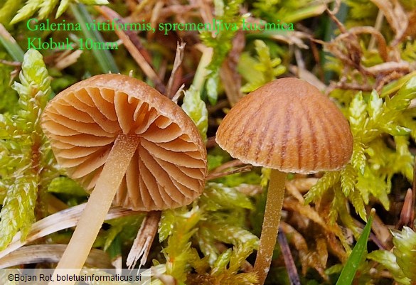Galerina vittiformis