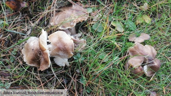 Tricholoma scalpturatum