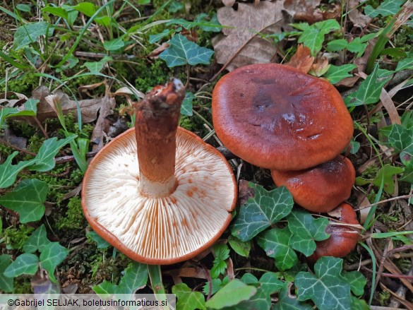 Tricholoma ustaloides