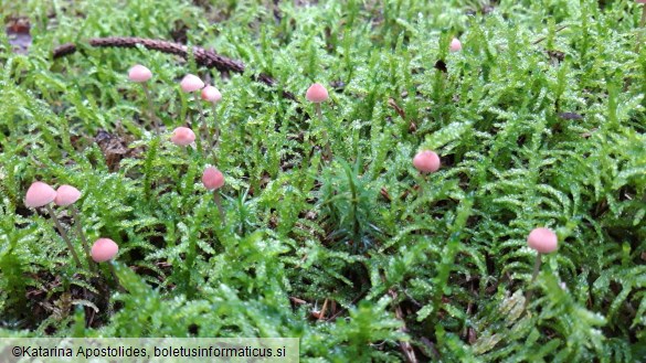 Mycena rosella